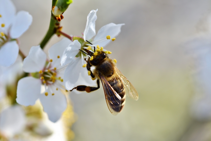 jardinerie-MONTFERRAT-min_bee-4092986